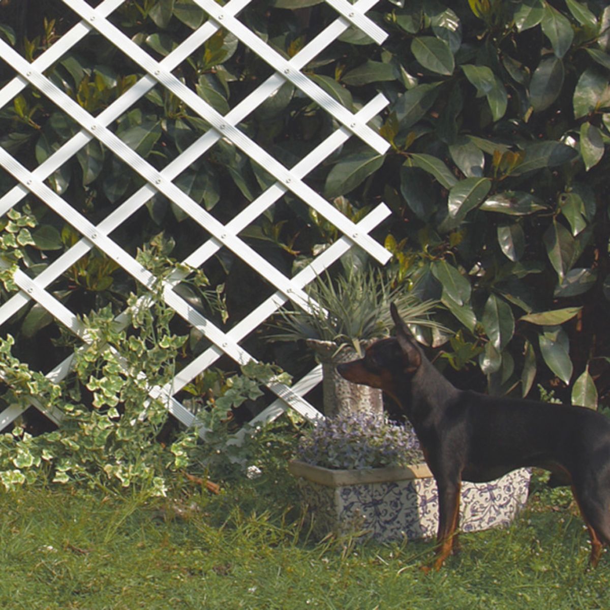 Rozciągliwa siatka PVC 0,5 x 1,5 m, biała Trelliflex Nortene