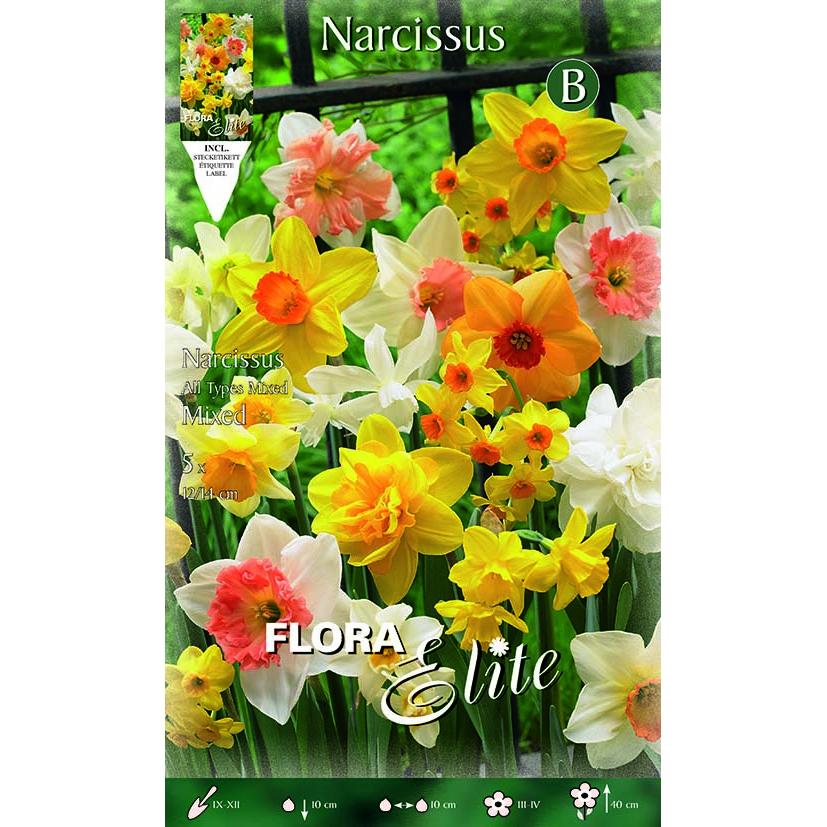 Trumpet daffodil bulbs, mixed, 5 pcs