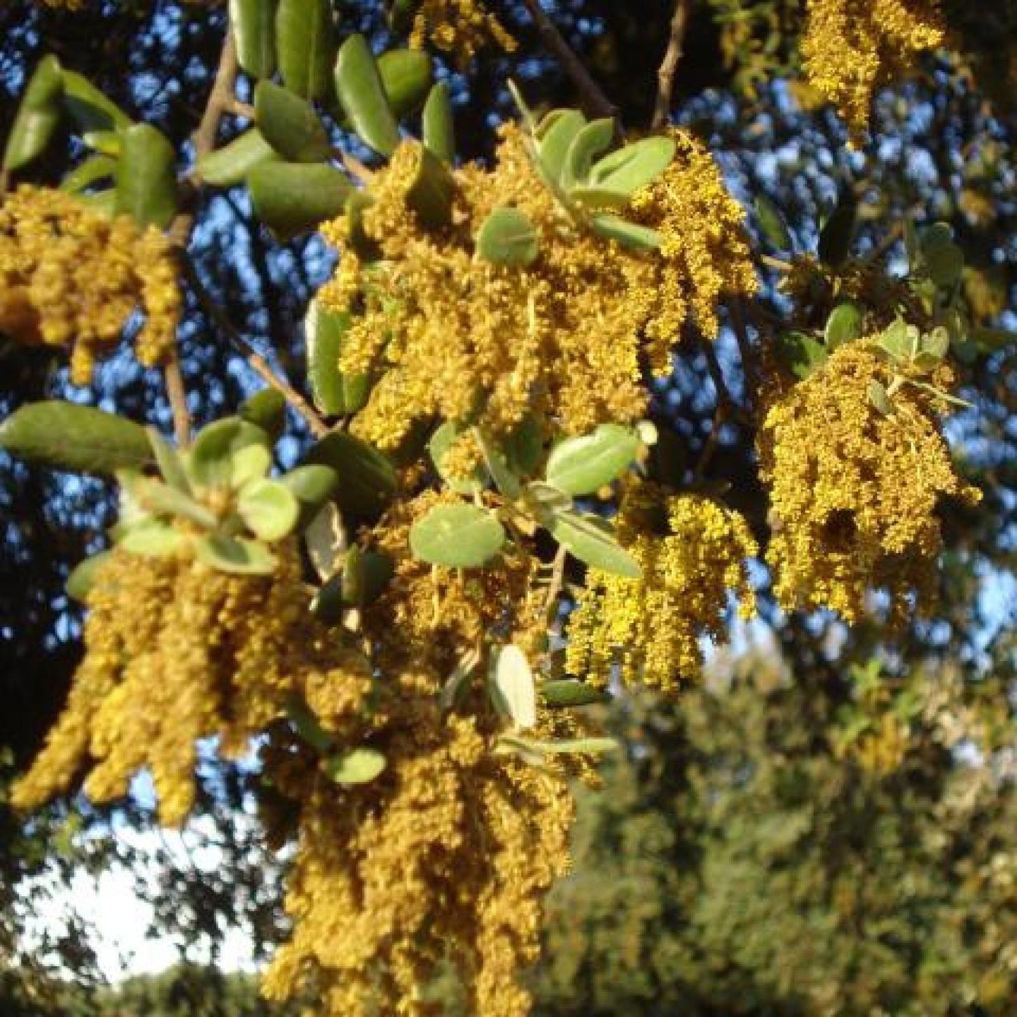 Organic Mountain Honey, Bona Mel 900 g