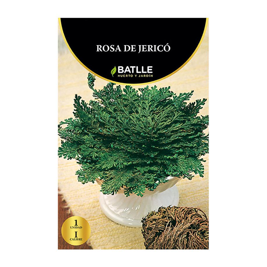 Batlle Rose of Jericho 1 unit