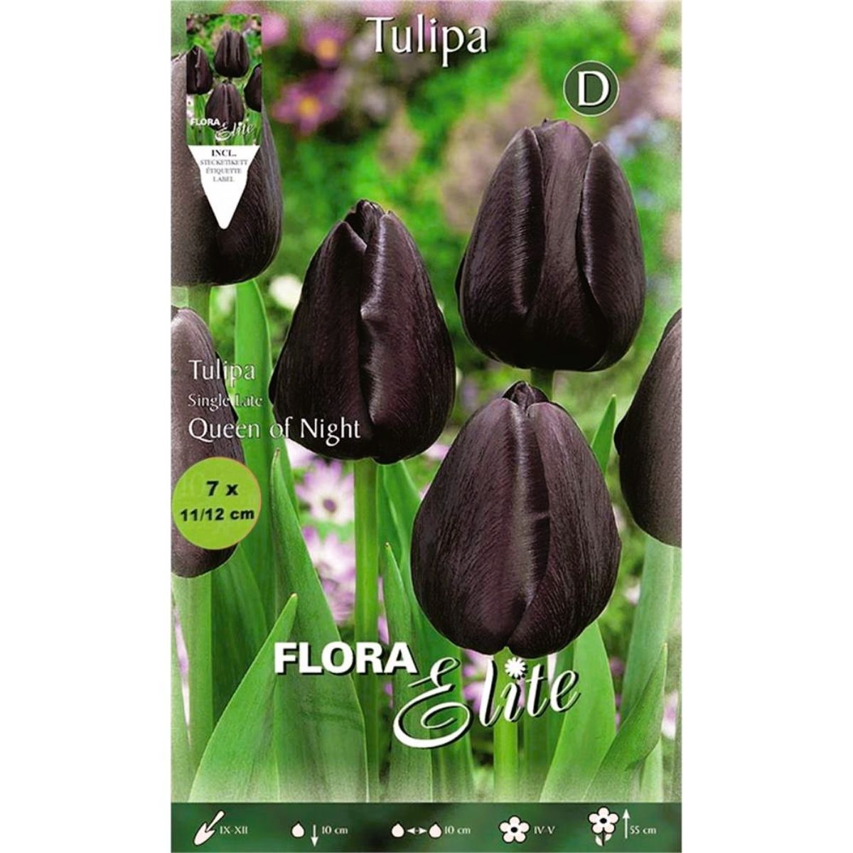 Bulbi Tulipano nero 7 pz