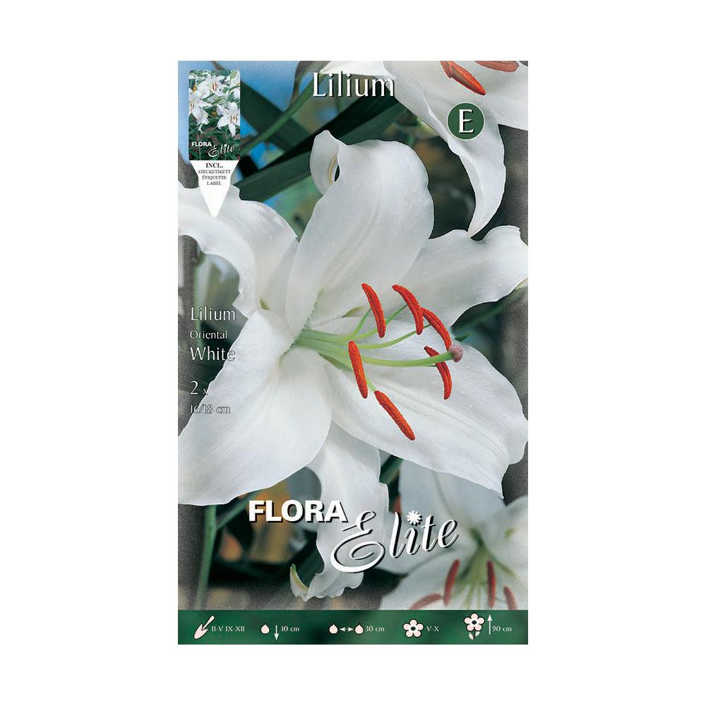 White Oriental Lily Bulbs, 2 pcs