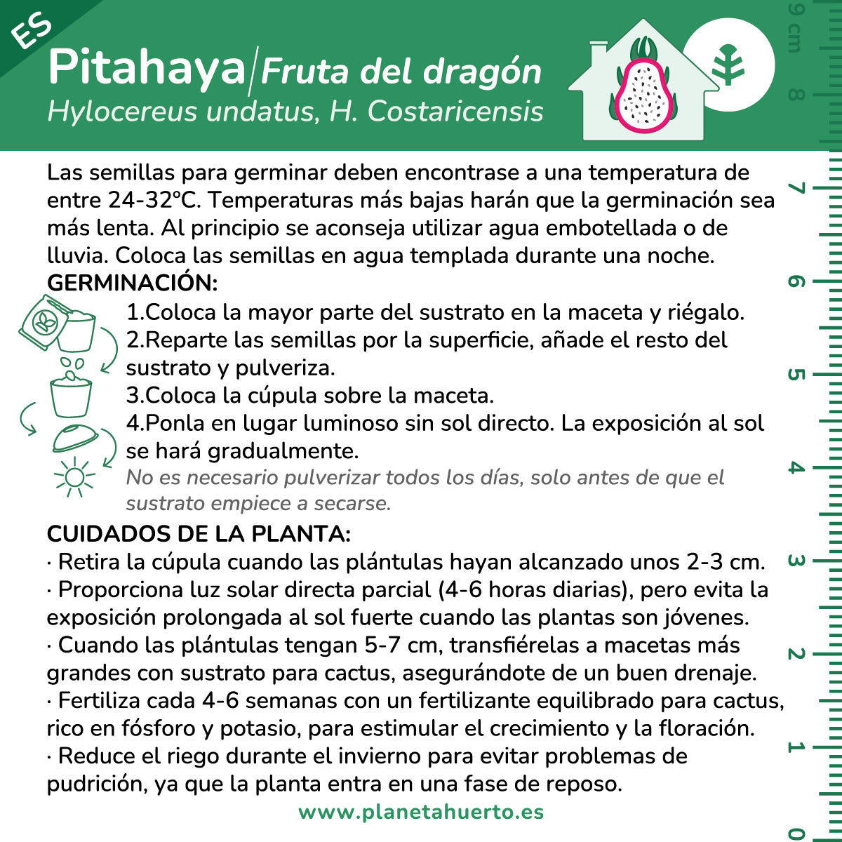 Dragon fruit Pitahaya self-cultivation kit Planeta Huerto