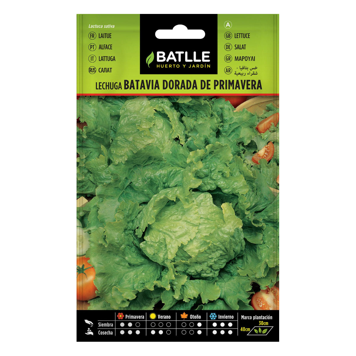 Graines de laitue dorée de printemps Batlle