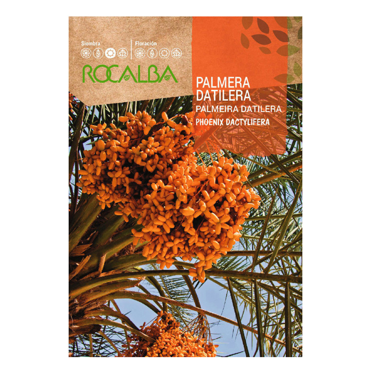 Semillas de palmera Datilera, Rocalba