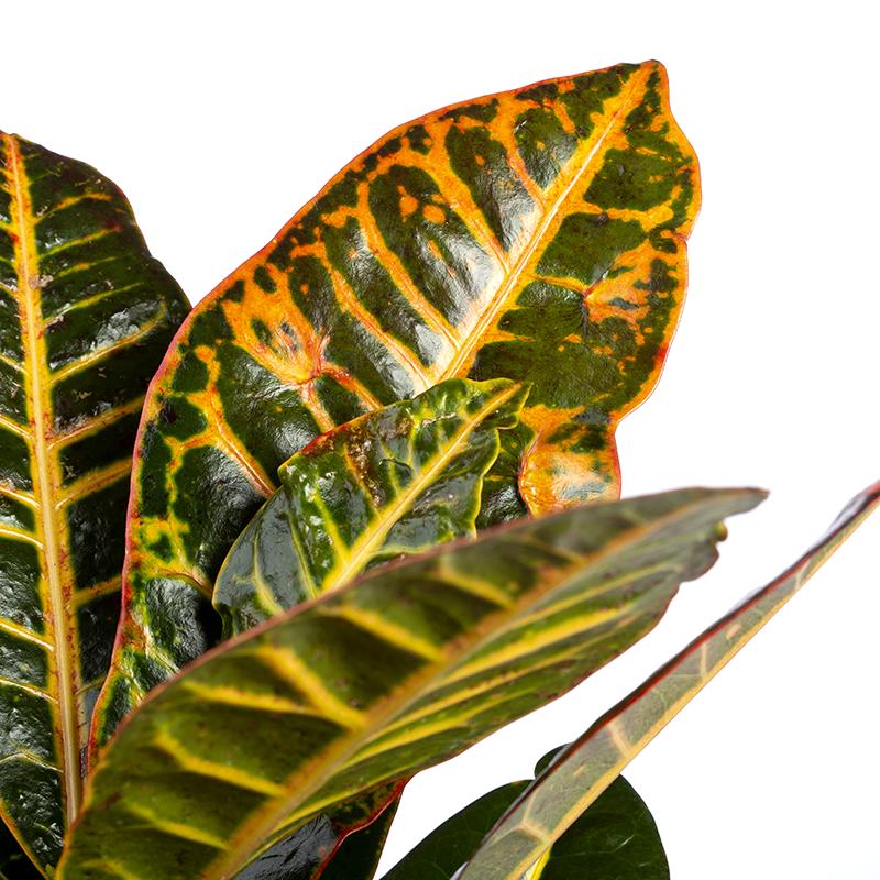Codiaeum variegatum of Croton Petra - Hoogte 40-60 cm