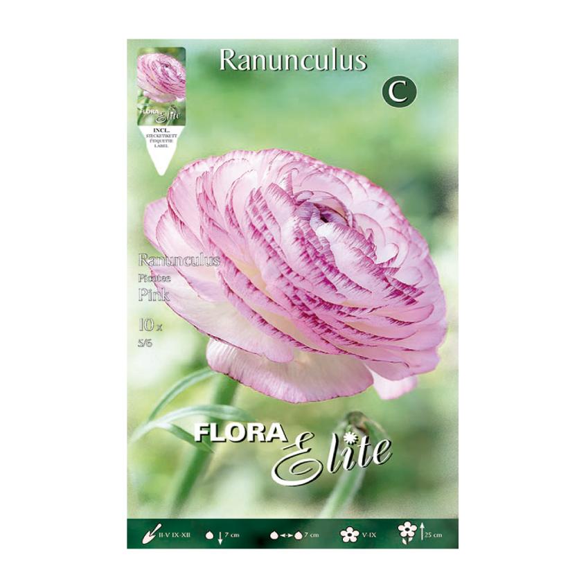 Cebulki różowego jaskra 10 szt.