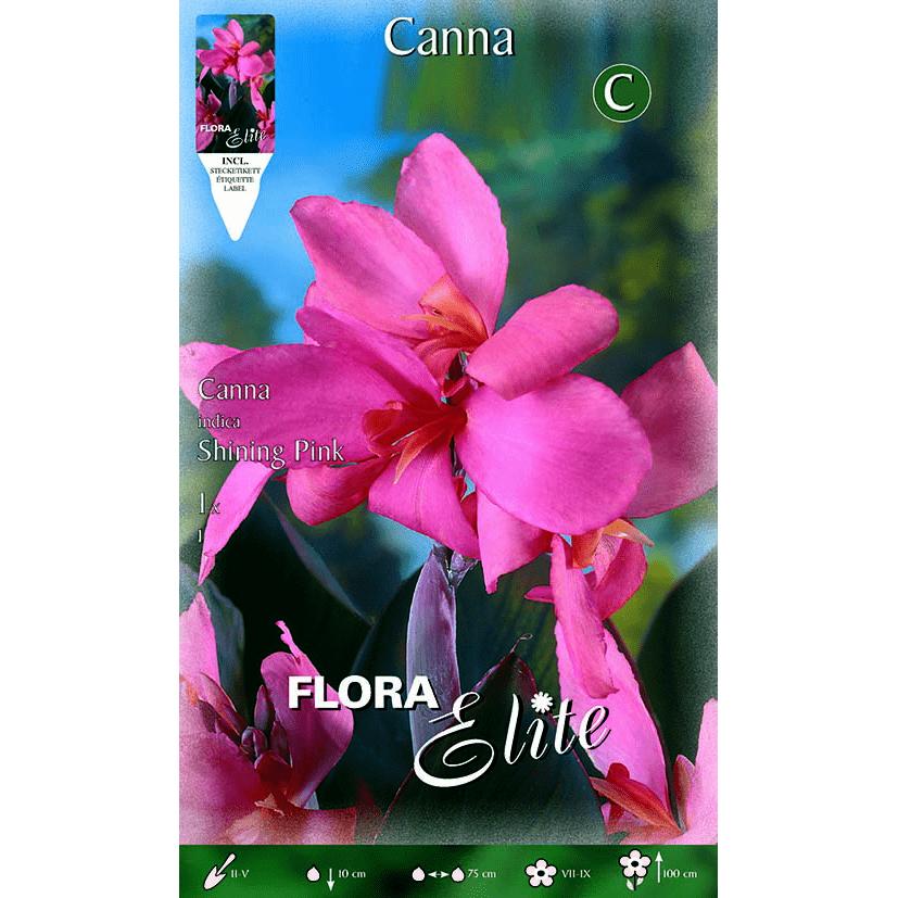 Bulbe Canna rose à feuilles vertes 1 unité