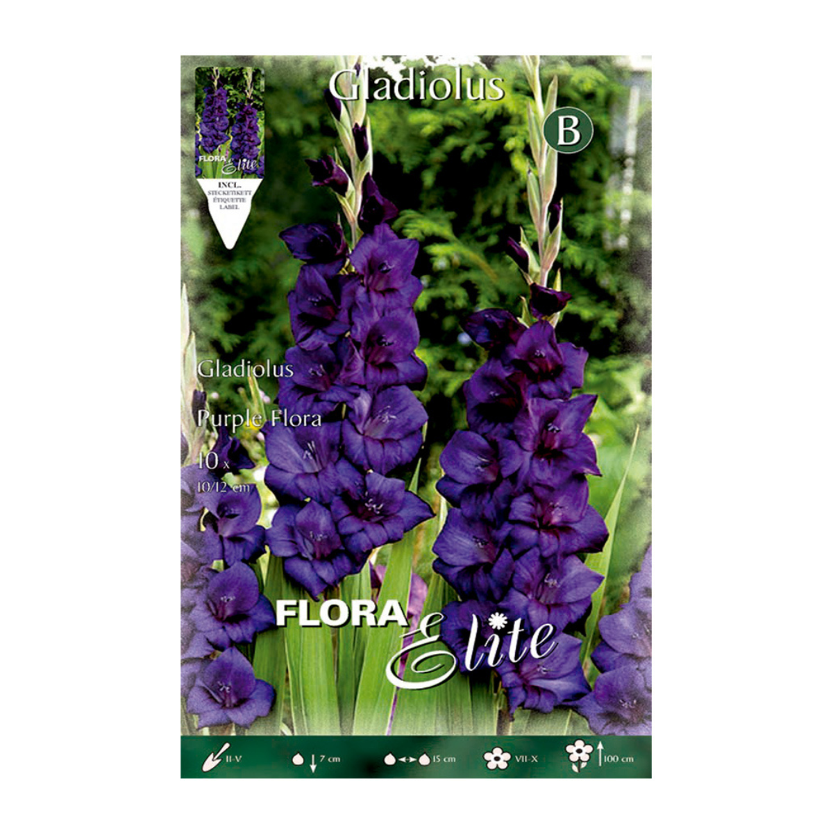 Purple Gladiolus Bulbs 10 pcs