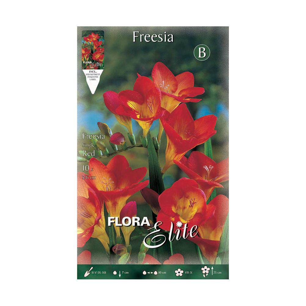 Bulbi di fresia rossa semplice 10 pz