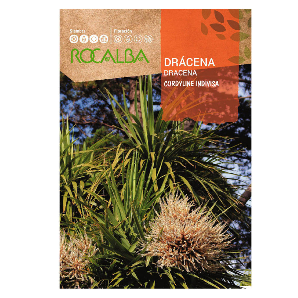 Semi di Dracaena, Rocalba