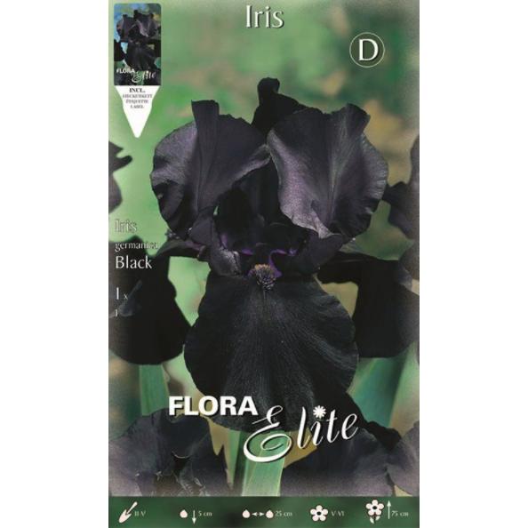 Black German Iris Bulb