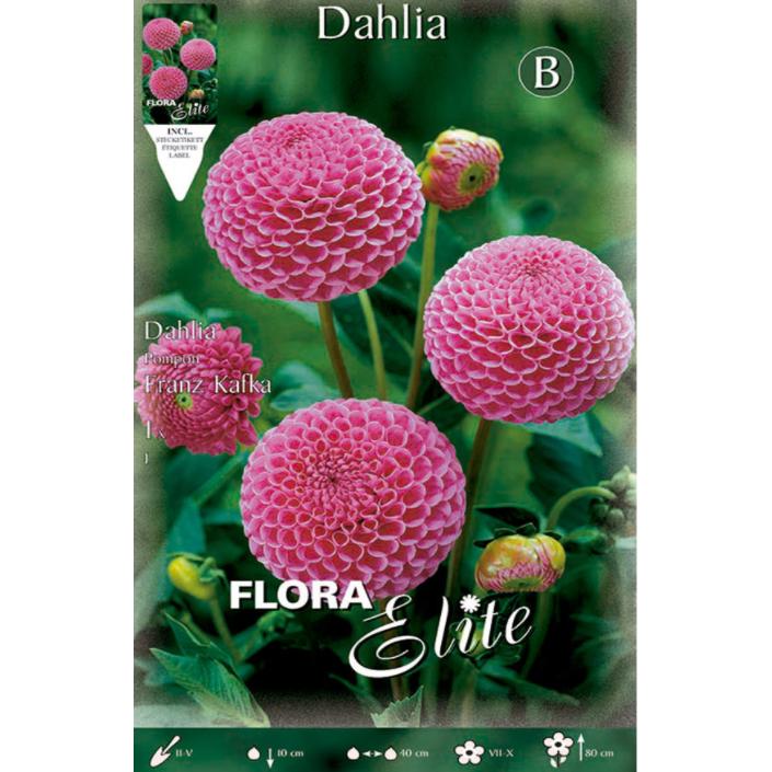 Bulbo di dalia Pom Pom rosa