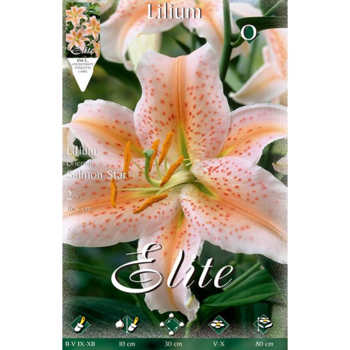 Cebulka Lilium Oriental łososiowa Star 2 szt.