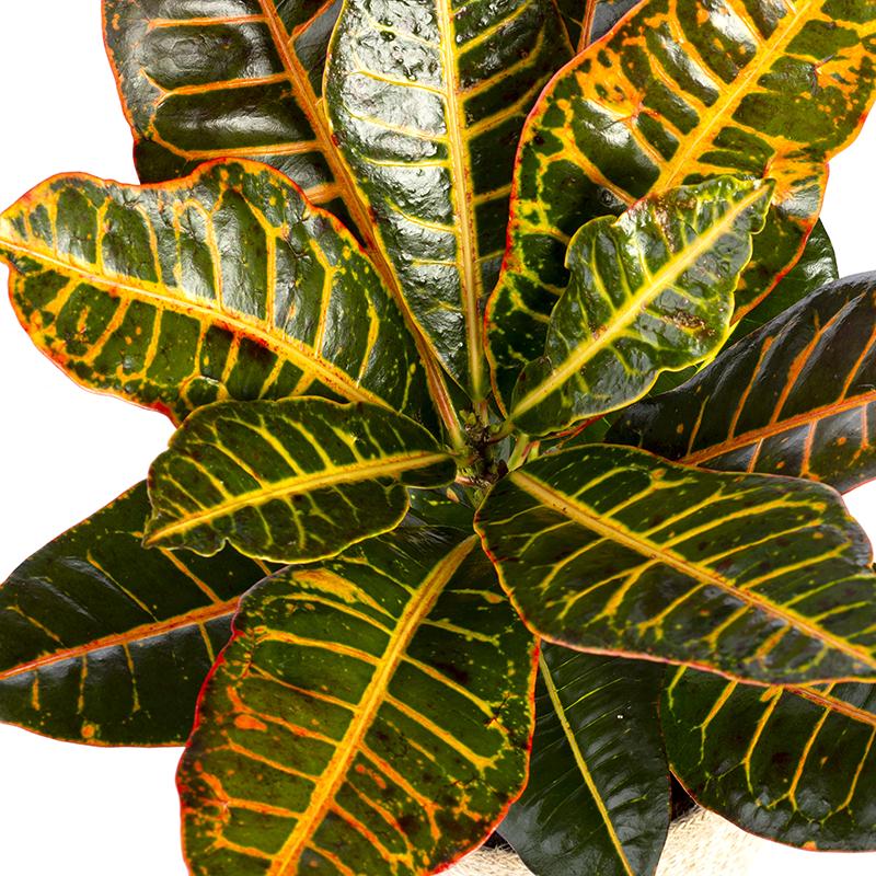 Codiaeum variegatum of Croton Petra - Hoogte 40-60 cm