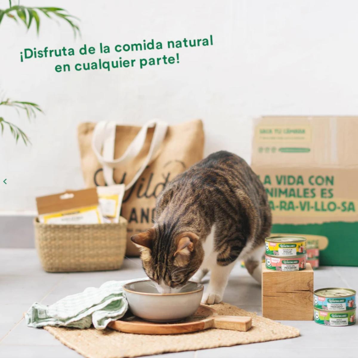 Pack 6x Ragoût traditionnel de bœuf et poulet pour chats 6 x 80 g + Cadeau : couvercle réutilisable pour boîtes de conserve, Wild Balance