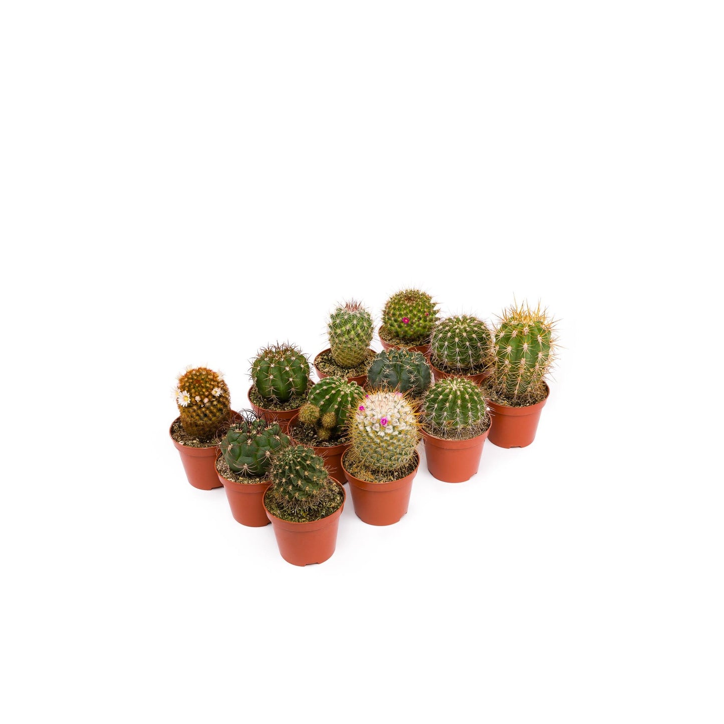Plateau à cactus 8,5 cm 12 und