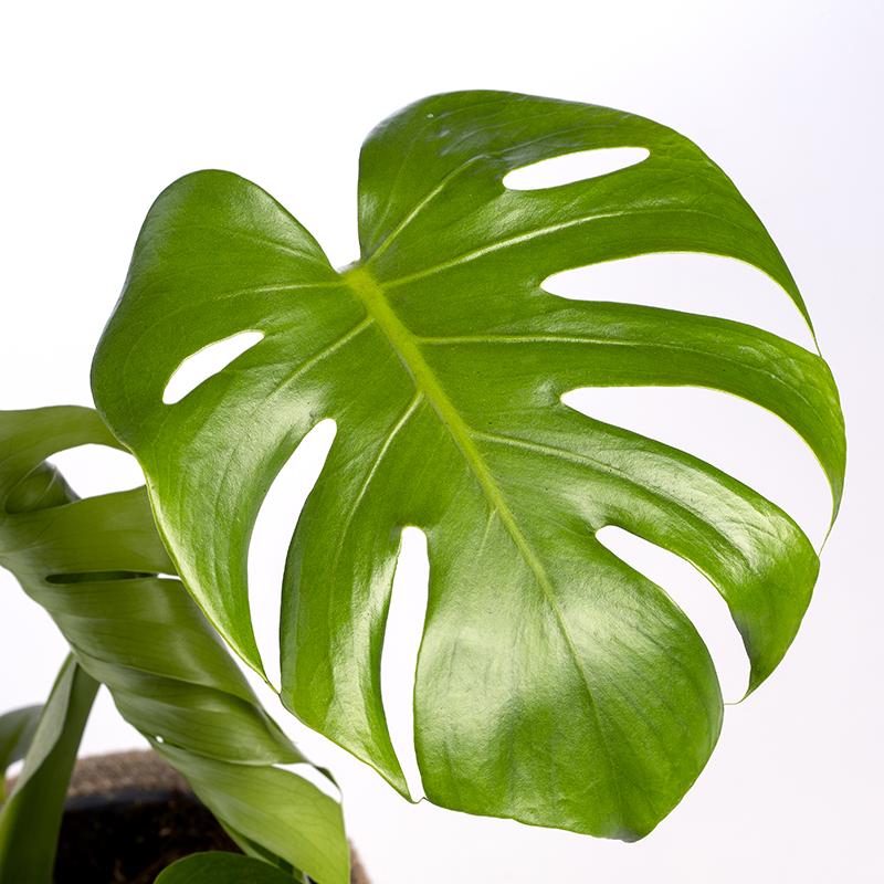 Monstera deliciosa of Adamsrib - skeletplant 80-90