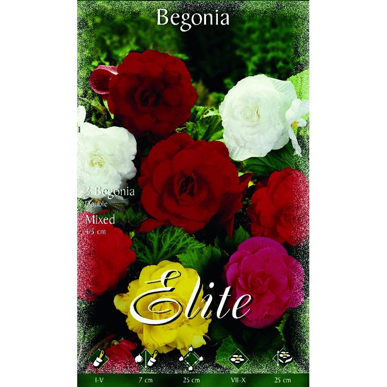Begonia-bol dubbel mengsel 3 stuks