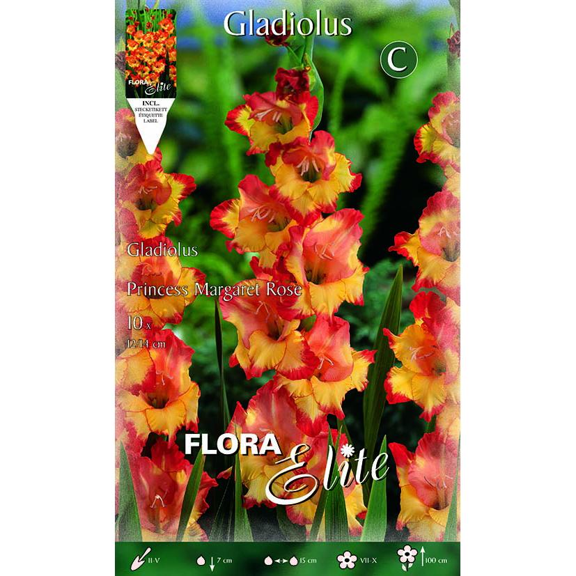 Cebulki gladioli pomarańczowe z żółtym środkiem 10 szt.