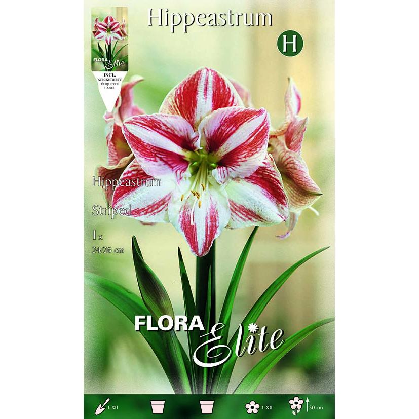 Bulbe d'amaryllis rayé rouge et blanc 1 unité