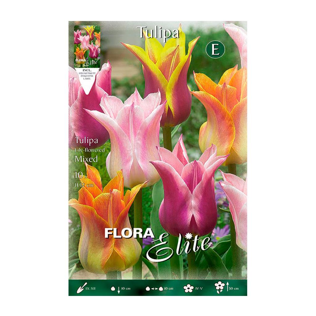 Bulbes de tulipes Fleur de lys mélange 7 unités