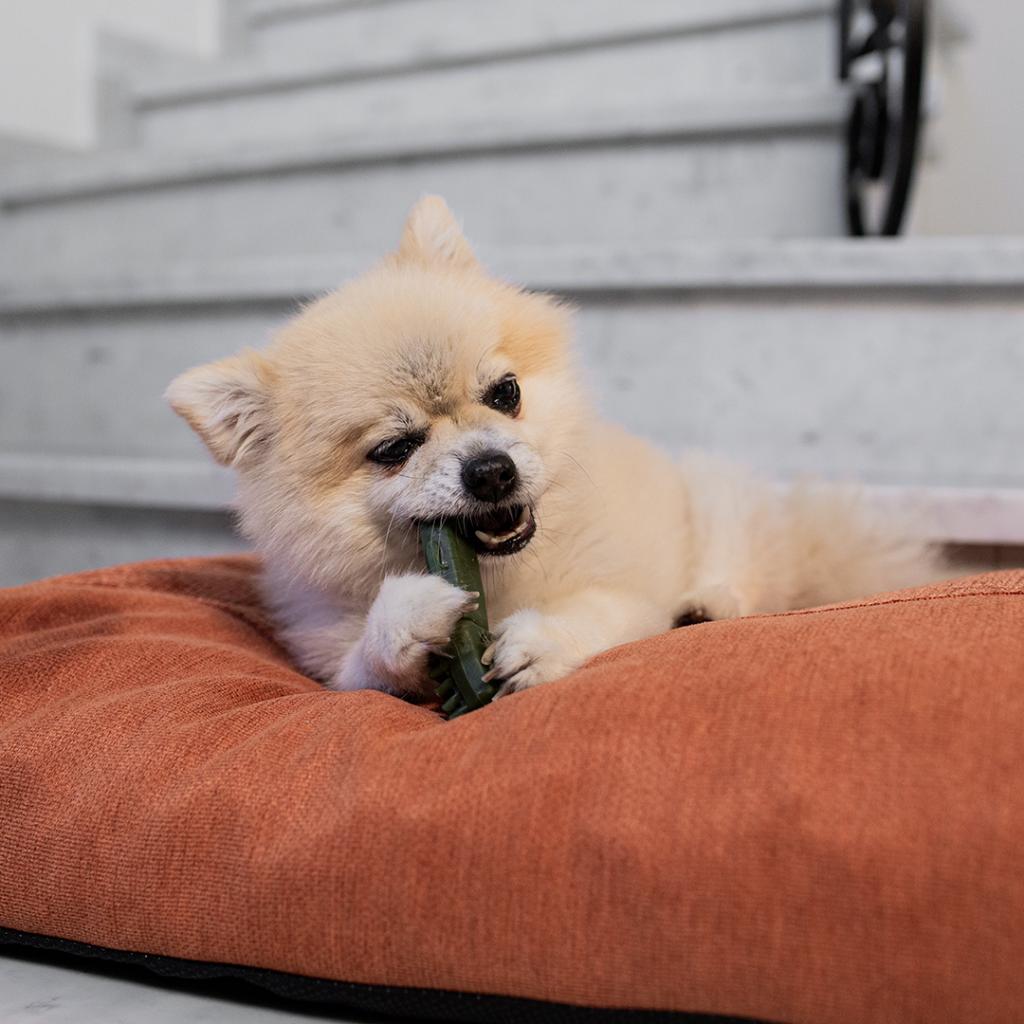 Garden Bites Veggie Toby Snack dentaire pour chiens S 50 unités Duvo