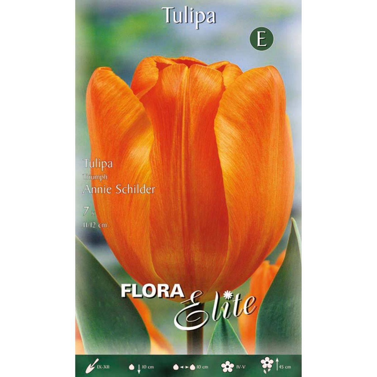 Bulbes de tulipes orange 7 unités