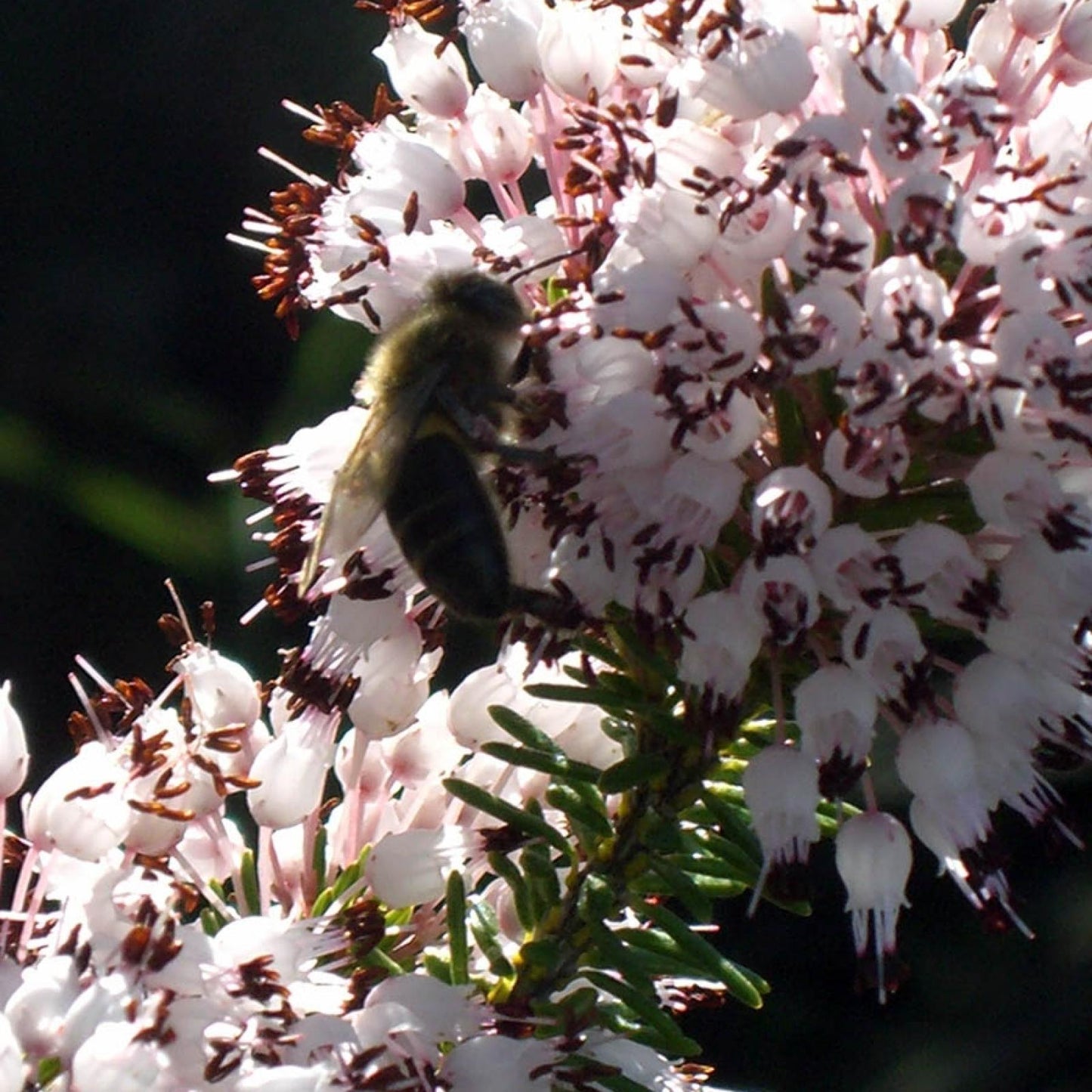 Bio-Heidekraut-Honig Bona Mel, 900 g