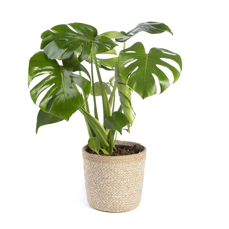 Monstera deliciosa of Adamsrib - skeletplant 40-60