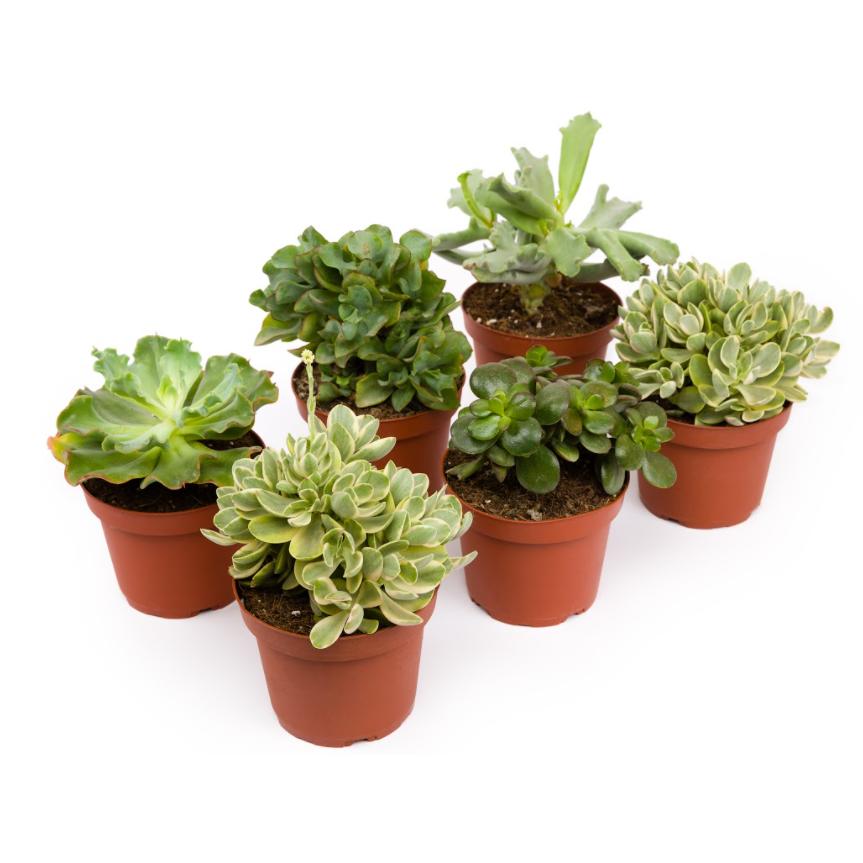 Crassula eenheid 8,5cm