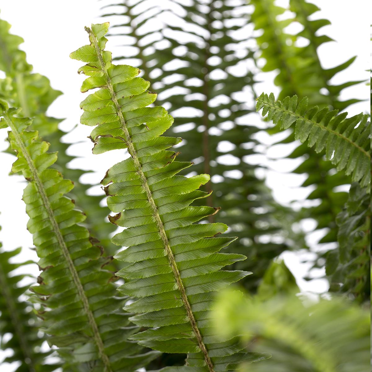 Nephrolepis exaltata of Boston varen 40-60