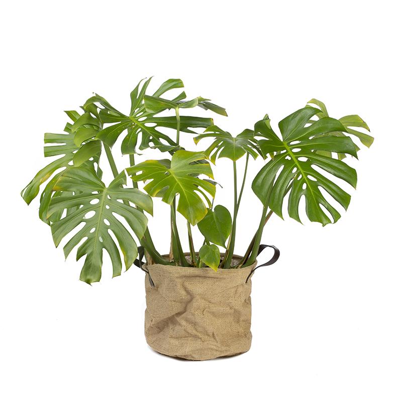 Monstera deliciosa of Adamsrib - skeletplant 40-60