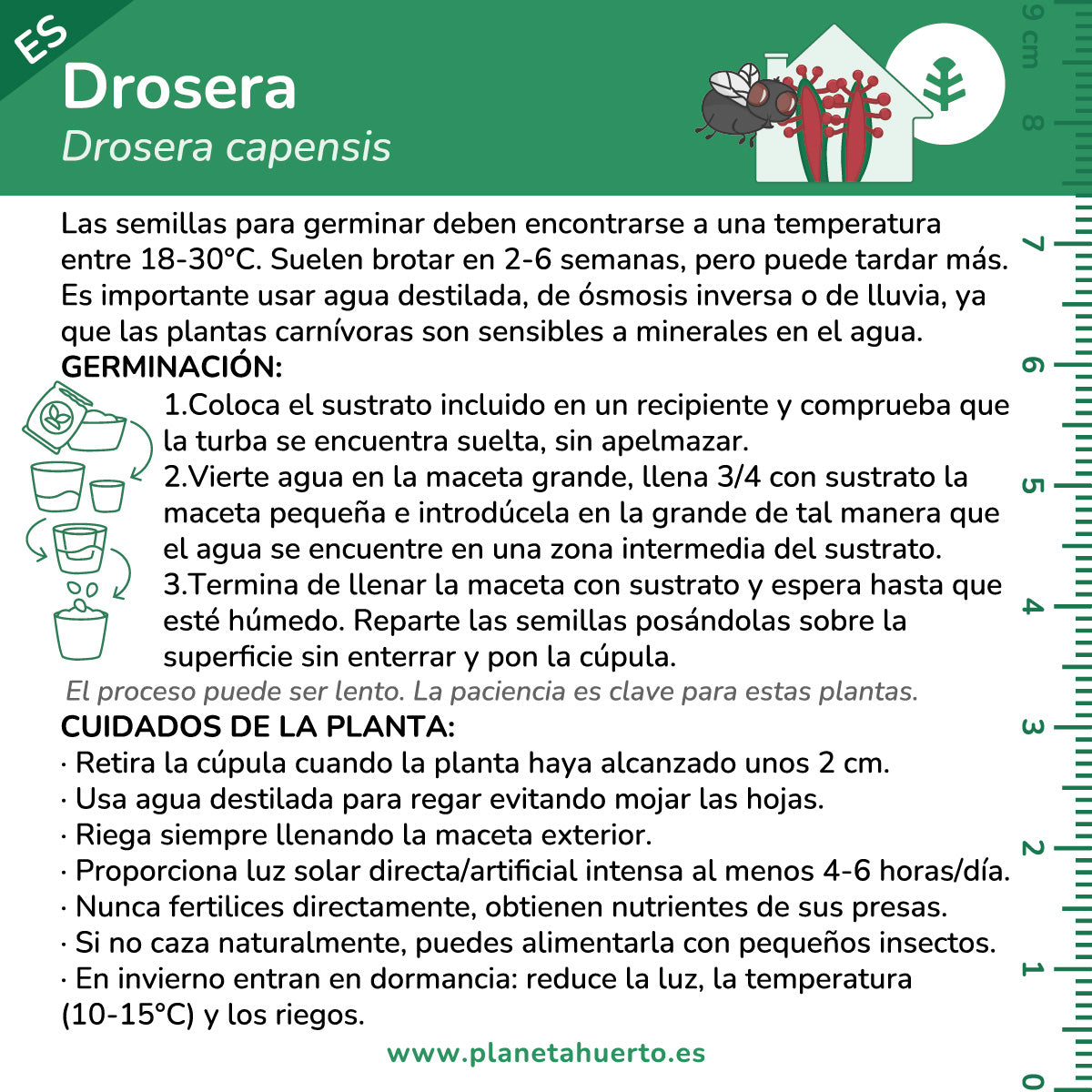 Kit d'autoculture Plante carnivore Drosera Drosera Planeta Huerto