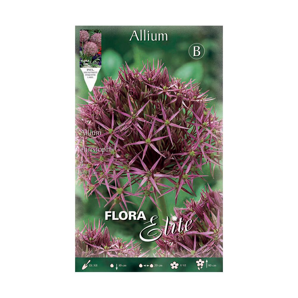 Cebulki Allium christophii fioletowe 3 szt.