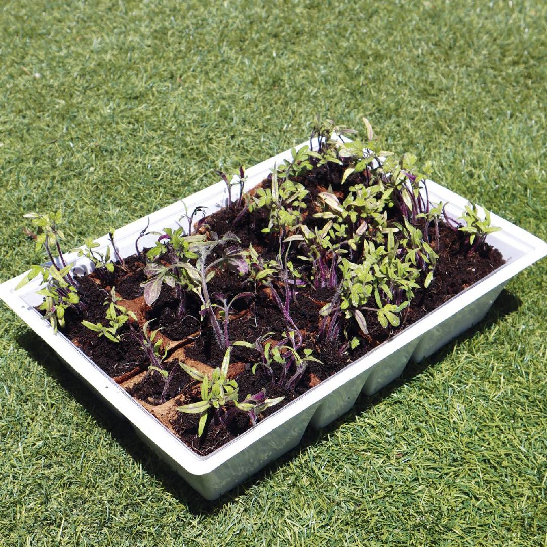 Växthus M med lock, 4 brickor, Planeta Huerto