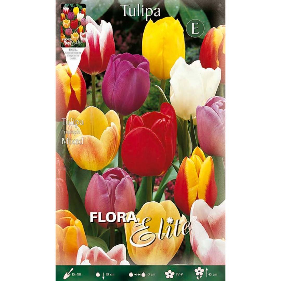 Bulbes de tulipes assortis, 7 pièces