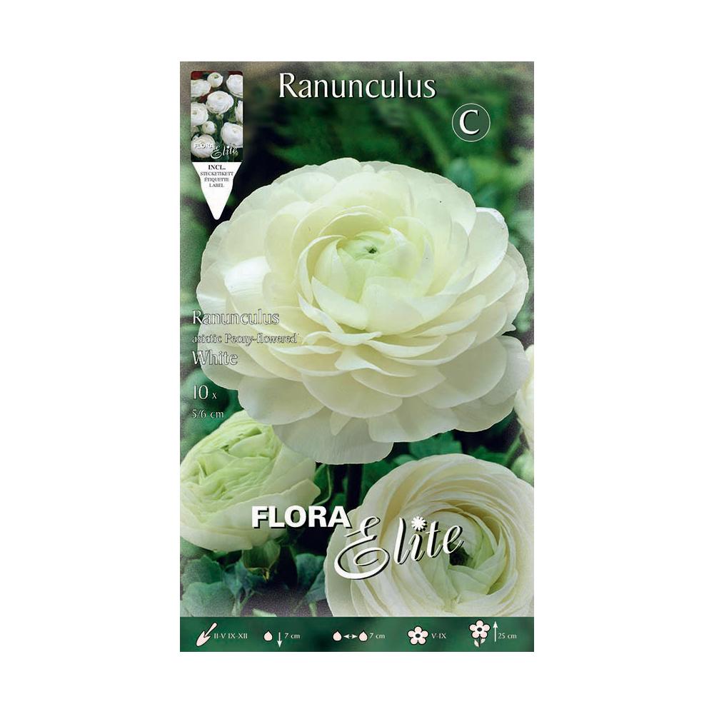 Vita ranunkelbulber 10 st