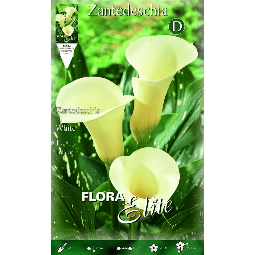 Bulbo di calla bianca 1 pz