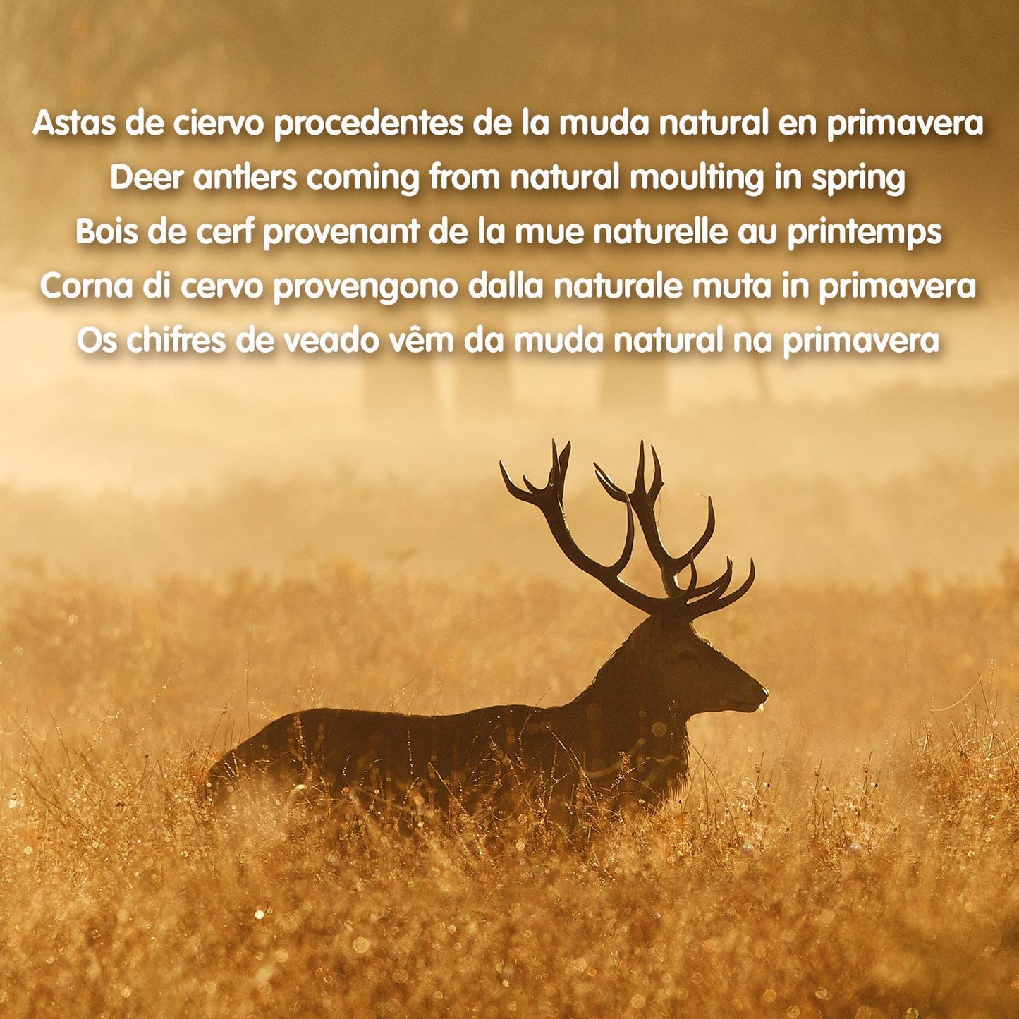 Hertengewei Natuurlijke bijtring voor honden Arquivet S 15-39 g