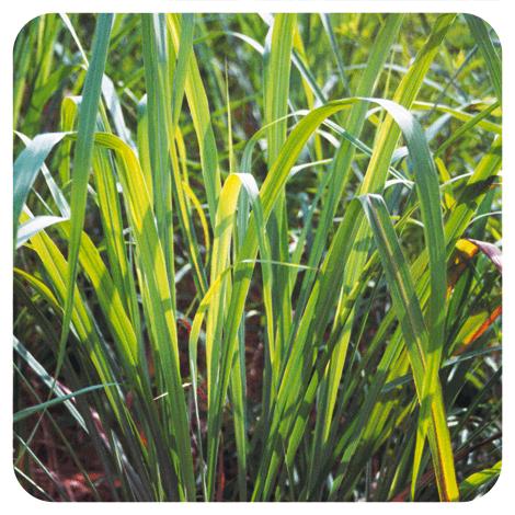 Aceite esencial Citronela de java Pranarôm 10 ml