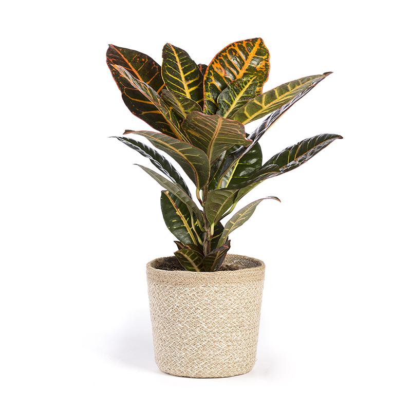 Codiaeum variegatum of Croton Petra - Hoogte 40-60 cm