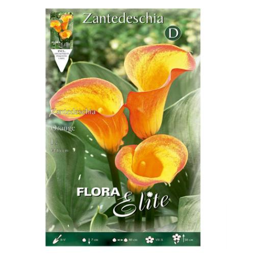 Yellow-orange Calla Lily Bulb 1 pc