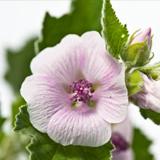 Crema per pannolini Malva Blanca pelle atopica Weleda, 50 ml