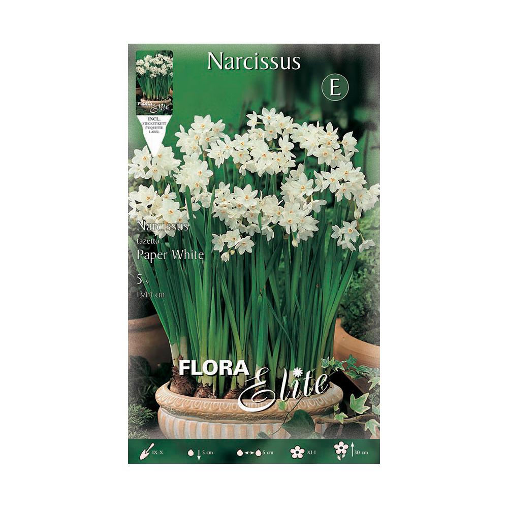Bollen Narcis Tazeta paperwhite 5 stuks