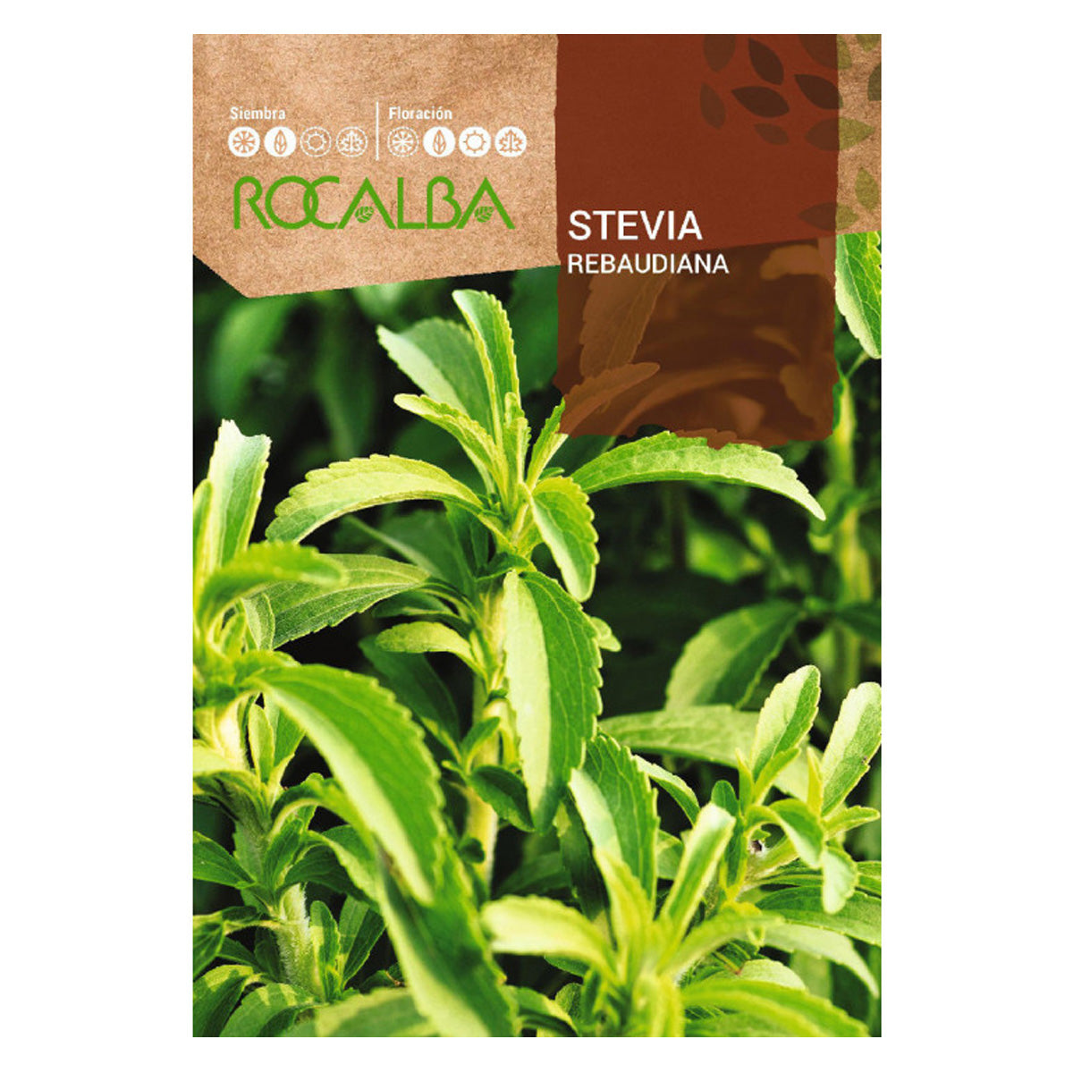 Stevia rebaudiana-Samen, Rocalba