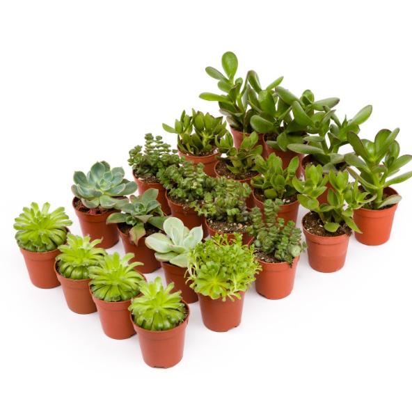 Plateau Crasas 8,5 cm 12 und