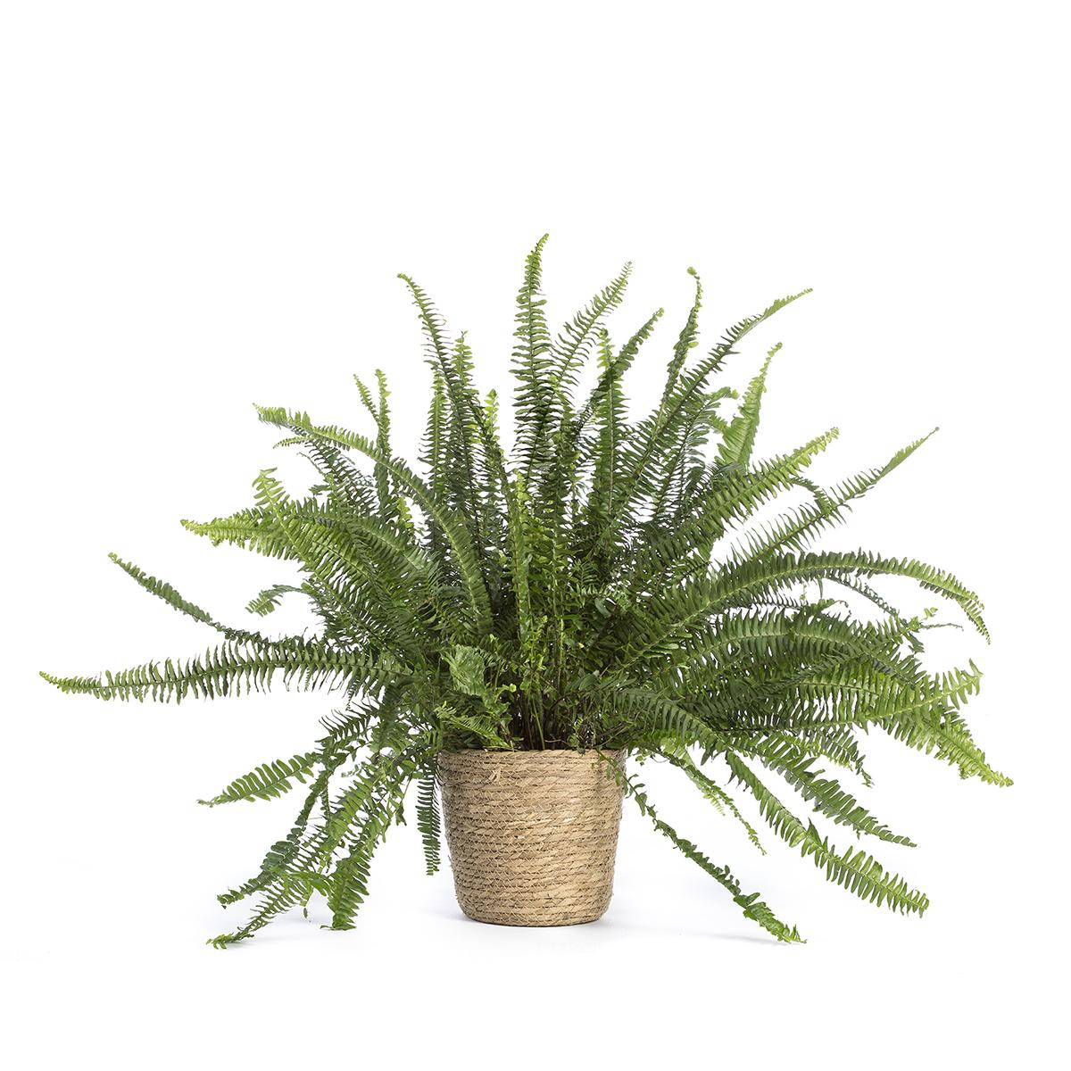Nephrolepis exaltata of Boston varen 40-60
