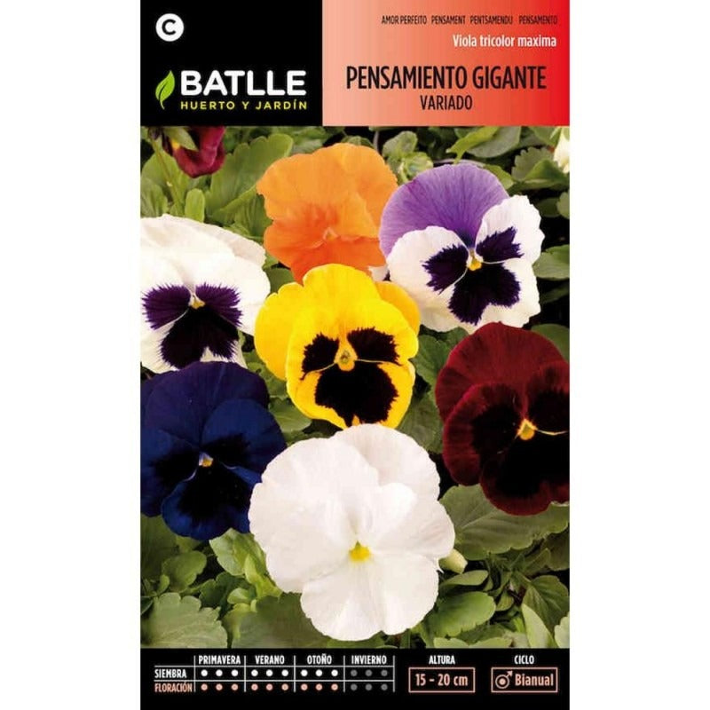 Graines de pensées géantes variées Batlle