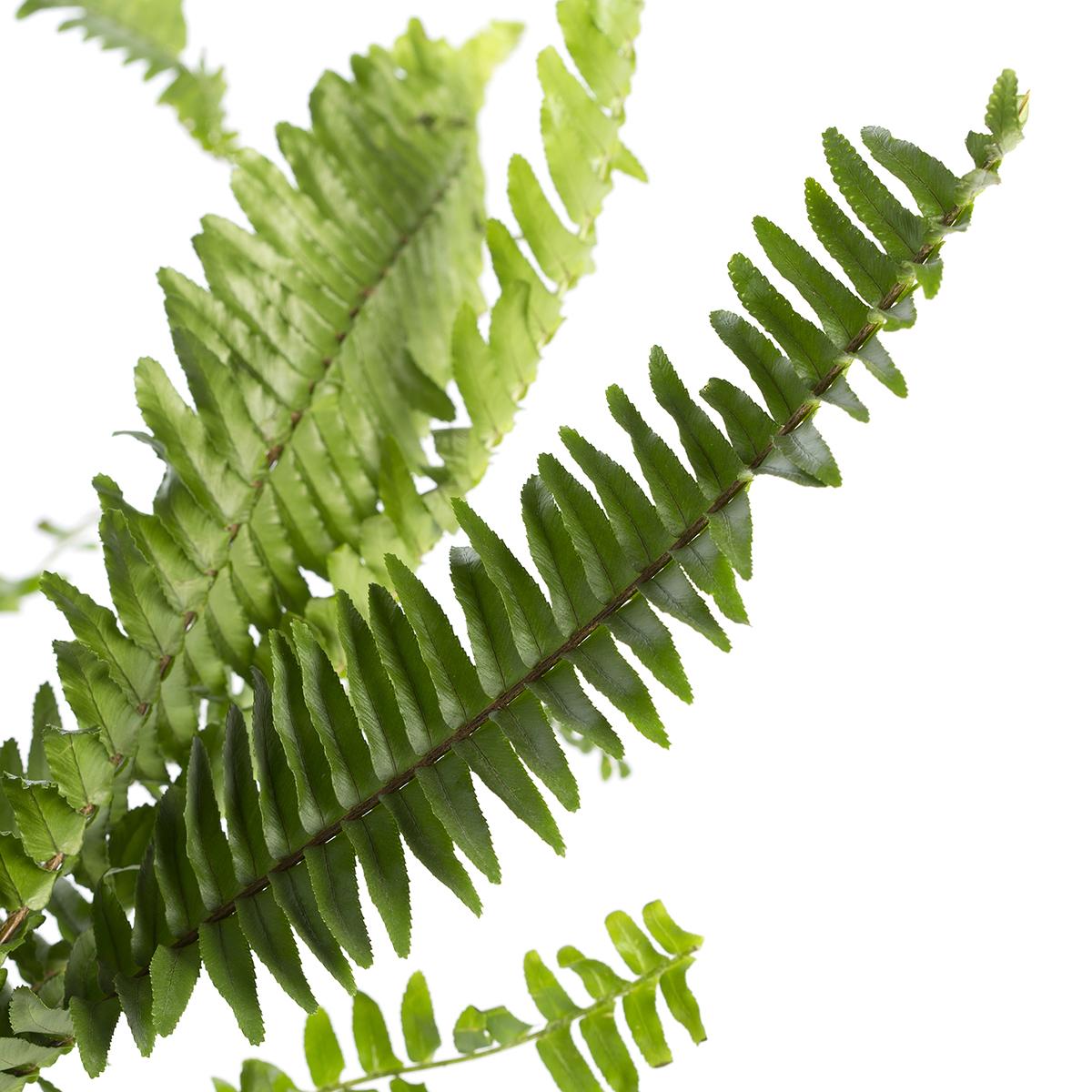 Nephrolepis exaltata of Boston varen 40-60